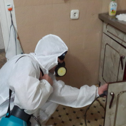 Дезинфекция от муравьев в квартире в Ладушкине